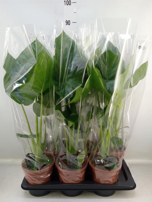 <h4>Alocasia macrorrhizos</h4>