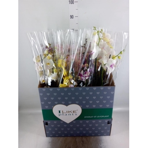 Phalaenopsis ...mix