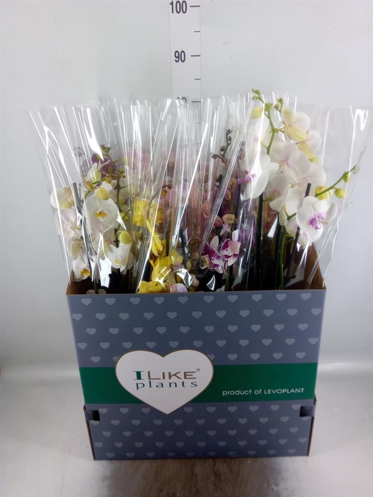 <h4>Phalaenopsis   ...mix</h4>