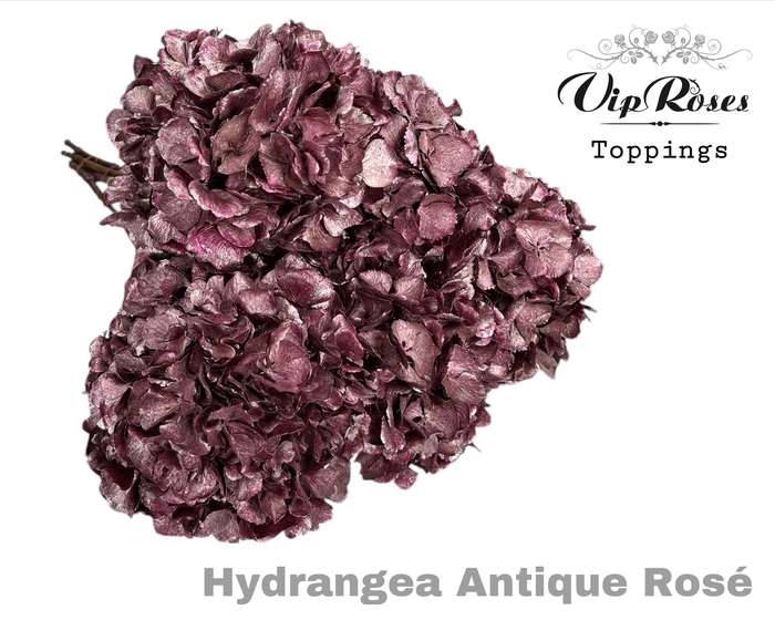 DRIED HYDRANGEA ANTIQUE ROSE