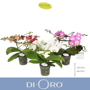 Dioro Mix 2 spike
