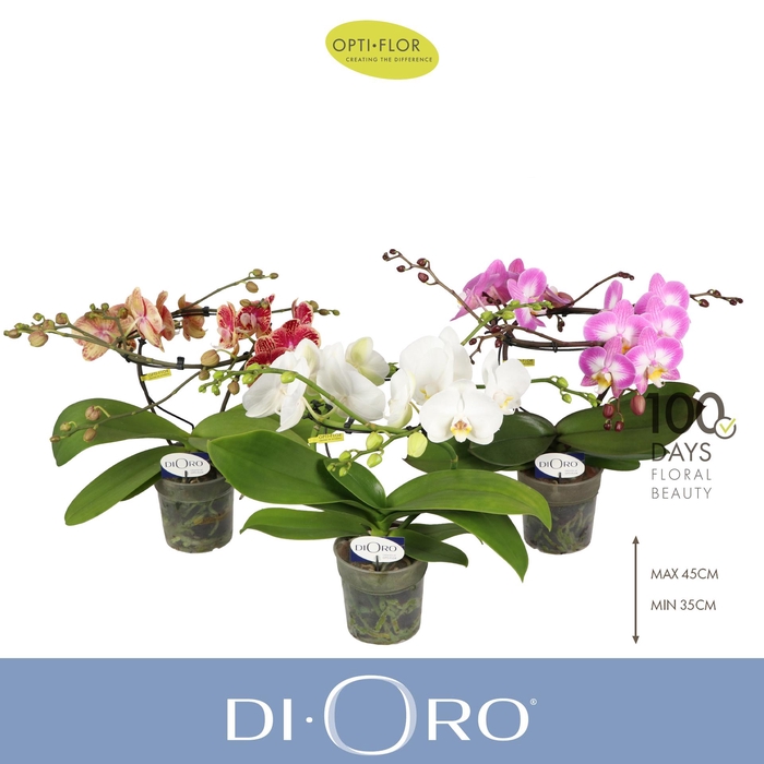 <h4>Dioro Mix 2 spike</h4>