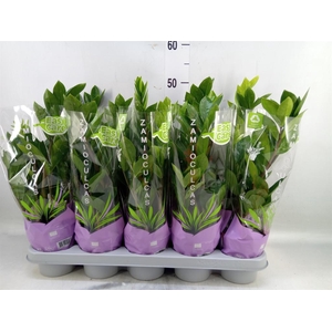 Zamioculcas zamiifolia