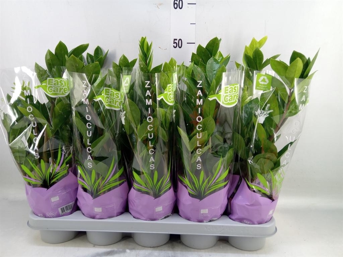 <h4>Zamioculcas zamiifolia</h4>