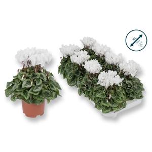 Cyclamen-DONATELLO-WIT