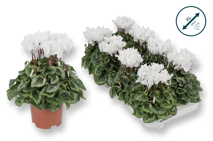 <h4>Cyclamen-DONATELLO-WIT</h4>