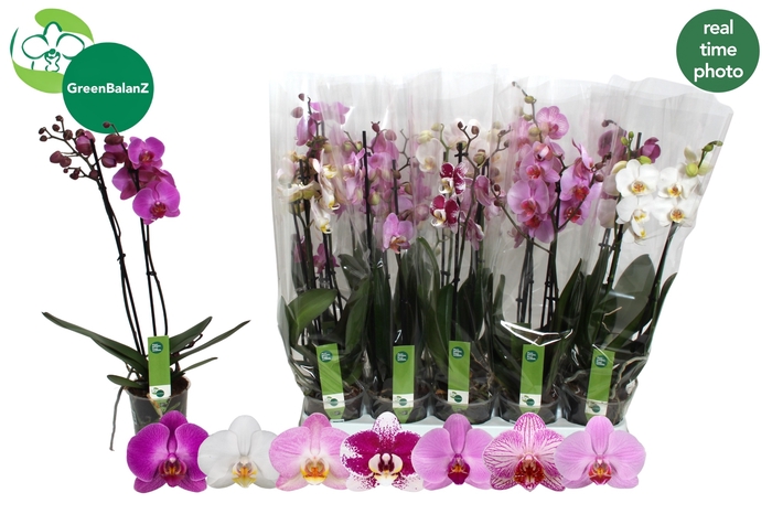 <h4>PHAL GEM 7 KL</h4>