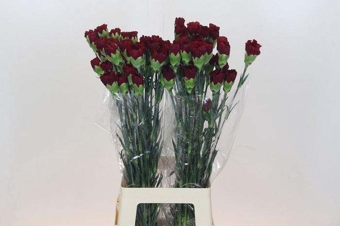 Dianthus St Zurigo