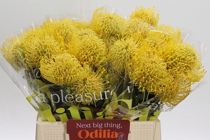 <h4>Nutans High Gold</h4>