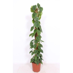 Philodendron scandens
