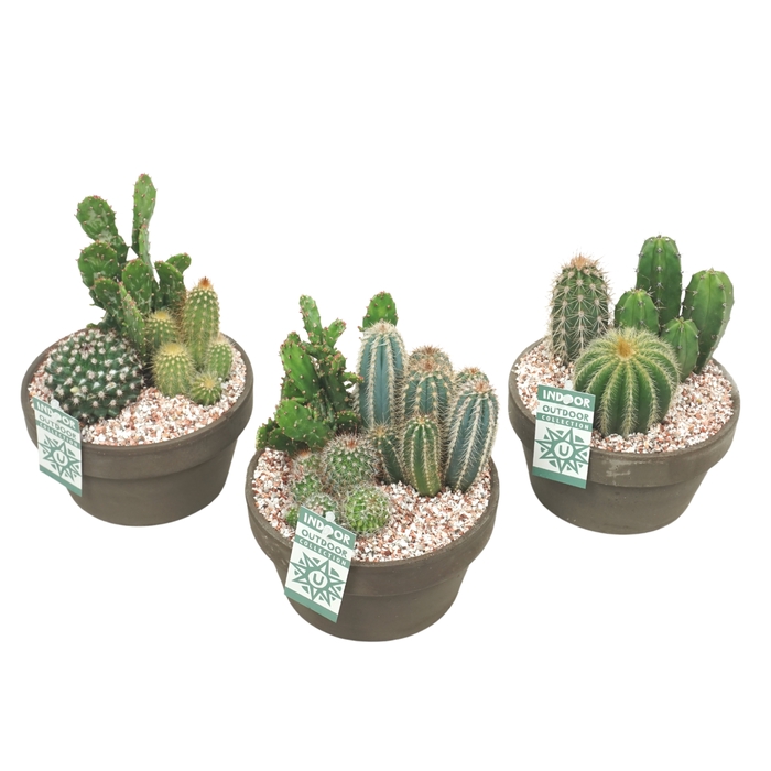 <h4>Cactus Gemengd Keramiek Grijs</h4>