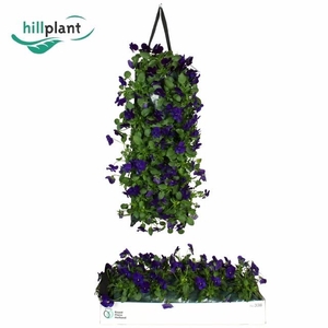 VIO CO EM BLU BLOTCH