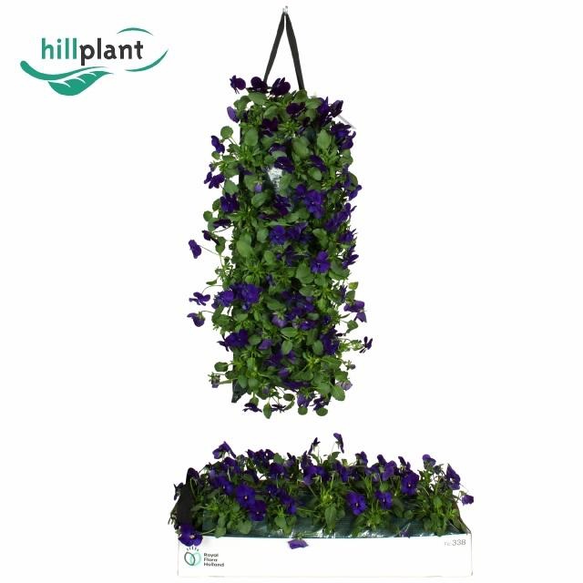 <h4>VIO CO EM BLU BLOTCH</h4>