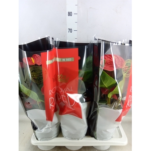 Anthurium andr. 'Madural'