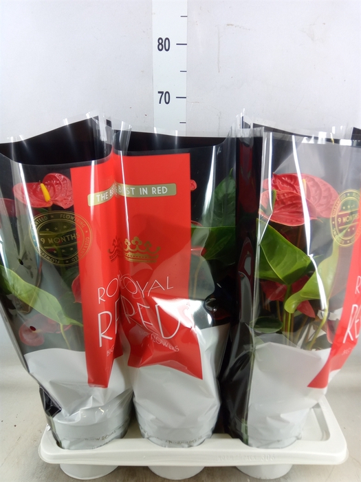 <h4>Anthurium andr. 'Madural'</h4>
