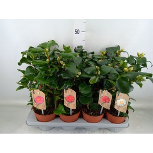 Camellia   ...mix 3