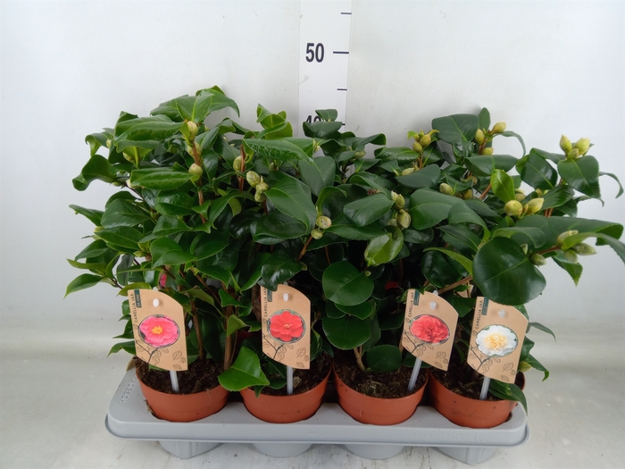<h4>Camellia   ...mix 3</h4>
