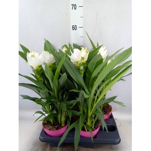 Curcuma alism. 'Siam Sisto'