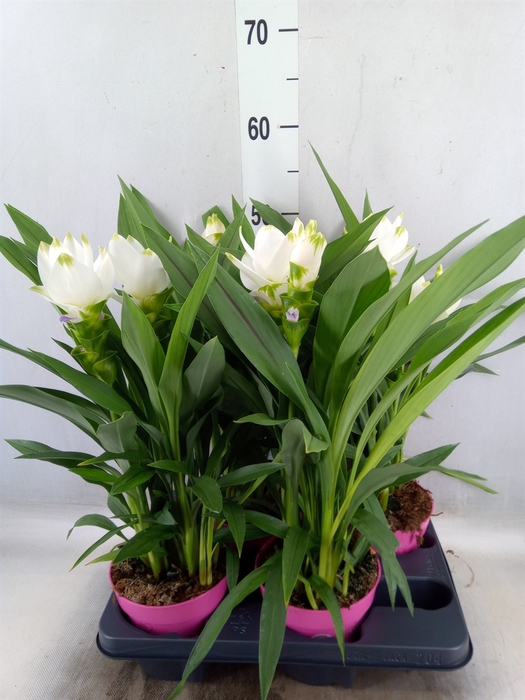 <h4>Curcuma alism. 'Siam Sisto'</h4>