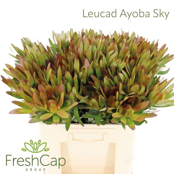<h4>Leucad Ayoba Sky</h4>