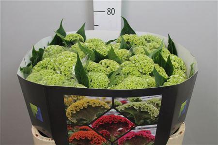 <h4>Cel C Act Verda</h4>