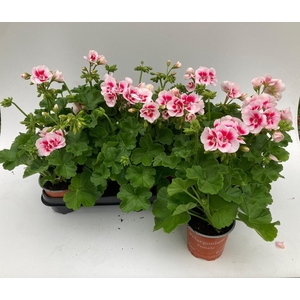 PEL ZON SA WHITE SPL