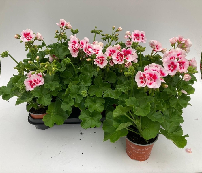 <h4>PEL ZON SA WHITE SPL</h4>