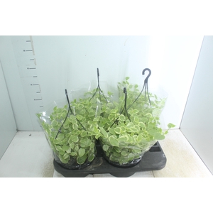 PEPEROMIA SCANDENS C21