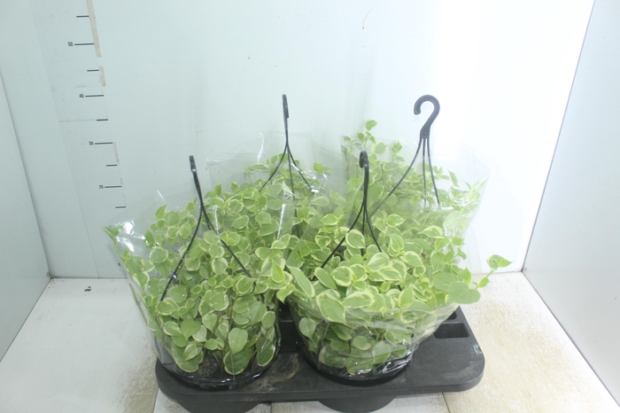 <h4>PEPEROMIA SCANDENS C21</h4>