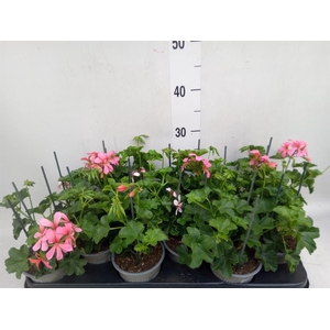 Pelargonium pelt. 'Balkon Roze'