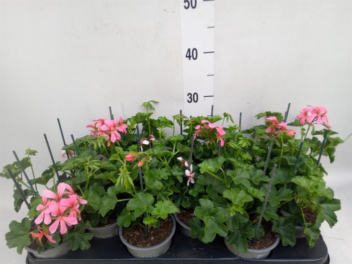 <h4>Pelargonium pelt. 'Balkon Roze'</h4>