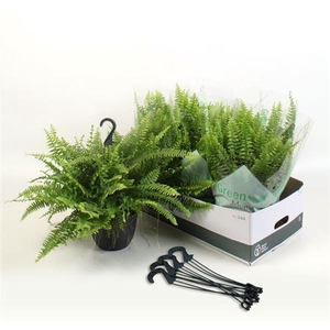 Nephr Ex Green Momen Hangpot