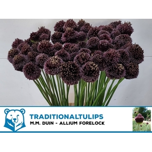 ALLIUM FORELOCK