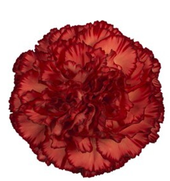 <h4>Di St Milonga Bicolor Burgundy 65cm CO</h4>