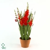 Gladiolus glamini paul