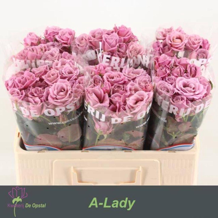<h4>Rosa spray amazing lady</h4>