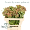 Berzelia Squarrosa (paleacea)