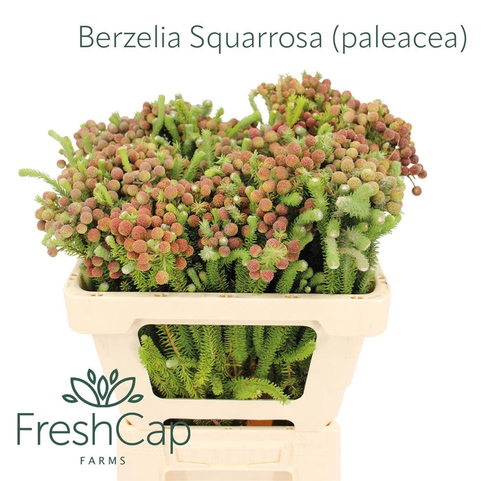 <h4>Berzelia Squarrosa (paleacea)</h4>