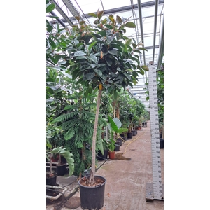 Ficus Elastica Robusta stam XXXL