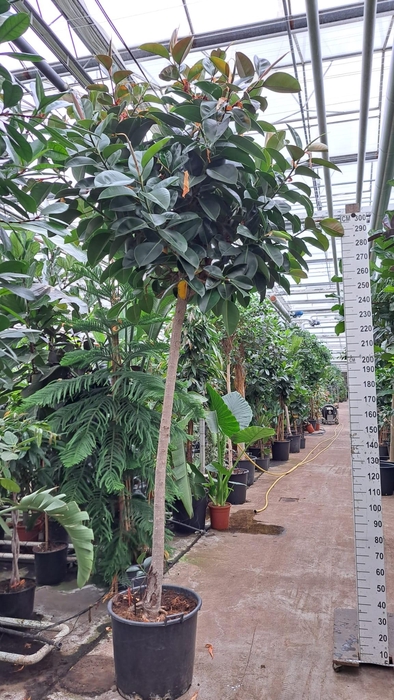 <h4>Ficus Elastica Robusta stam XXXL</h4>