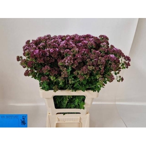 ORIG VU CHARM PURPLE