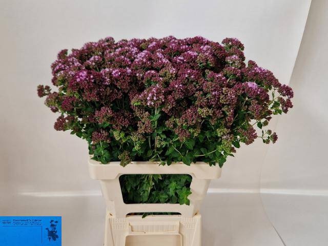 <h4>ORIG VU CHARM PURPLE</h4>