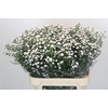Aster White Gypsy
