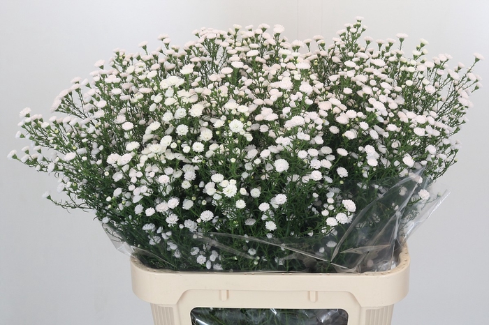 Aster White Gypsy