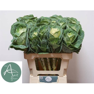 Brassica White Crane Aert
