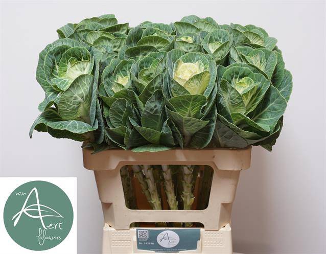 <h4>Brassica White Crane Aert</h4>