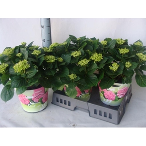 Hydrangea mac.   ...