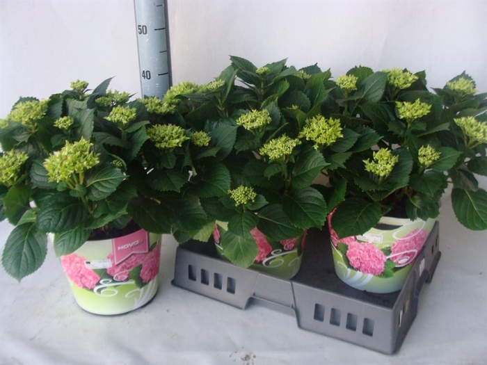 <h4>Hydrangea mac. ...</h4>
