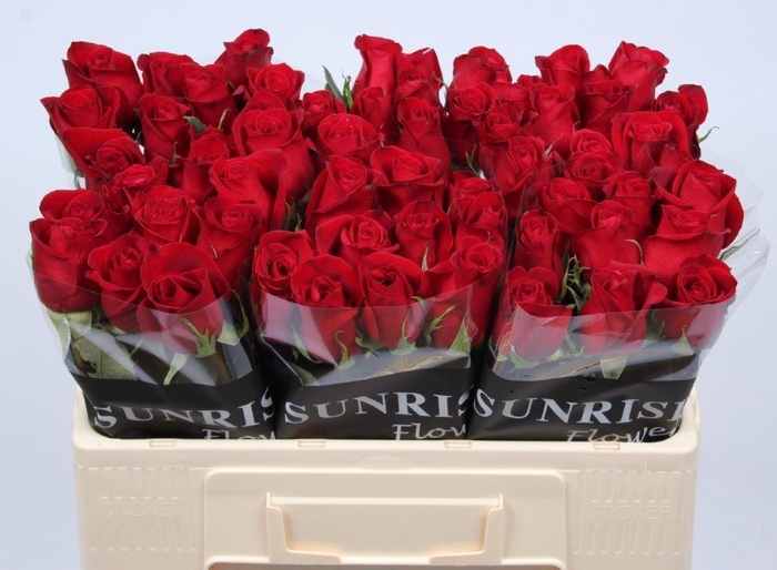 <h4>R GR FREEDOM</h4>