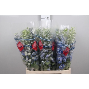 Delph Du Guard Lavender